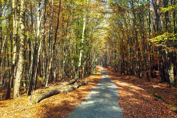 Camino Forestal Otoño Bosque Haya Caducifolio Chriby República Checa —  Fotos de Stock