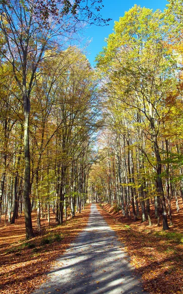 Strada Forestale Autunnale Nella Foresta Faggi Decidui Chriby Repubblica Ceca — Foto Stock