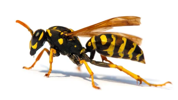 Europäische Wespe Deutsche Wespe Oder Deutsche Gelbjacke Isoliert Auf Weißem — Stockfoto