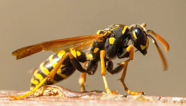 欧洲黄蜂或德国黄蜂的黄皮夹克 用拉汀制成 — 图库照片
