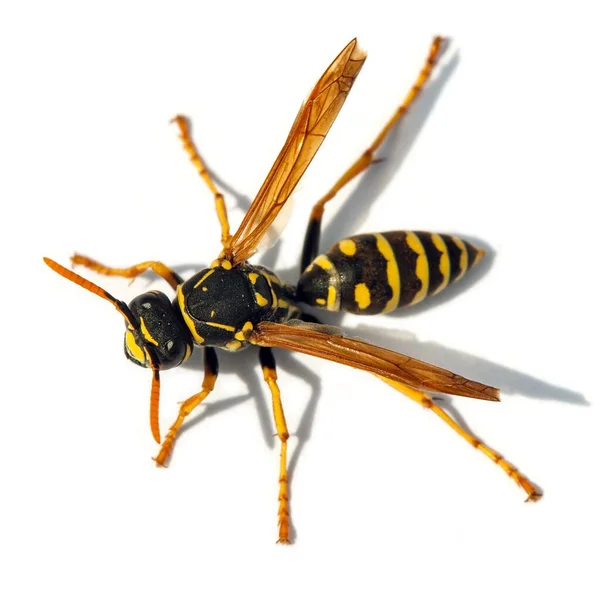 欧洲马蜂 德国马蜂或德国黄皮动物 以白色为背景 分离于拉丁马尾藻中 — 图库照片