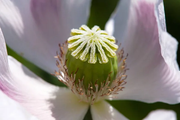 Çiçek Açan Afyon Haşhaş Papaver Somniferum Beyaz Renkli Gelincik Çiçeği — Stok fotoğraf
