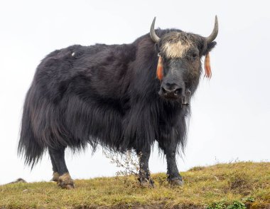 Yak ya da dzo, beyaz arka planda siyah beyaz öküz, Latince Bos mutus grunniens