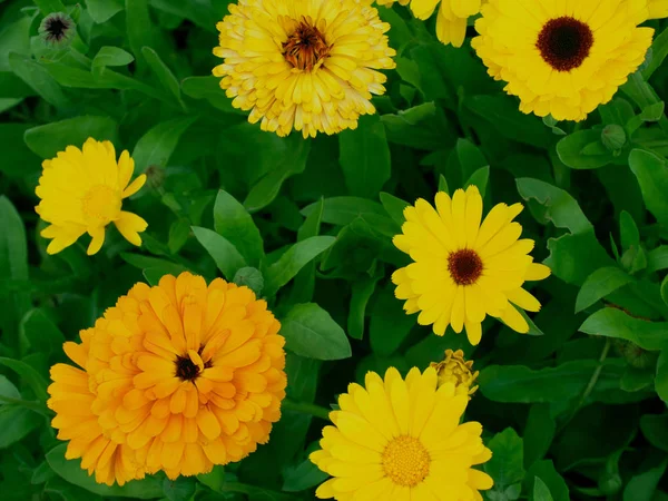 Calendula. Flowerbed. The view from the top. Several. Yellow flowers — Stock Photo, Image