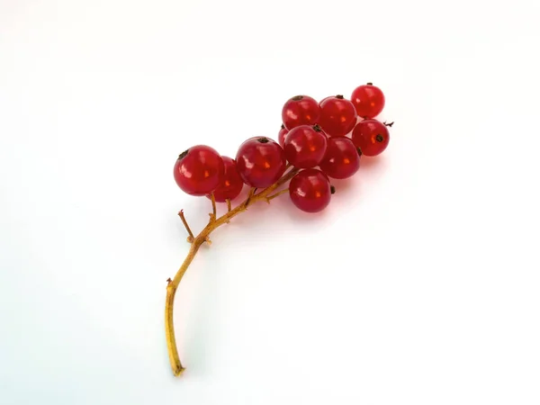 Corinto vermelho em um galho. Fundo branco . — Fotografia de Stock