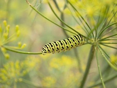 Yeşil güzel tırtıl. Dill. makro.