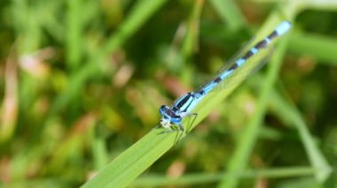 Çim üzerinde oturan mavi yusufçuk, yiyor. Yaz. Güneş.