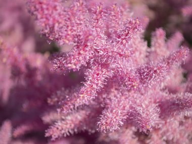 Pembe astilba. Kabarık çiçek. Arka plan için kullanmak için.