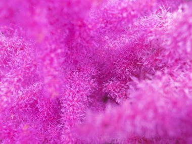 Pembe astilba. Kabarık çiçek. Arka plan için kullanmak için. Alan derinliği.