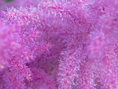 Pembe astilba. Kabarık çiçek. Arka plan için kullanmak için. Alan derinliği. Arapsaçı. Bir sürü çiçek.