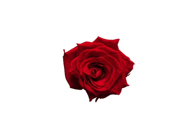 Rose rouge bourgeon sur fond blanc. Fleur isolée . — Photo