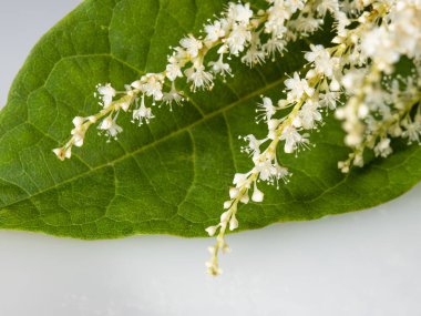 Yeşil bir yaprak üzerinde beyaz çiçek bir sprig.