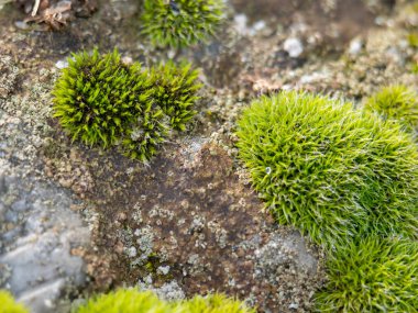 Taşta yeşil yosun yetişiyor. Makro kipi.