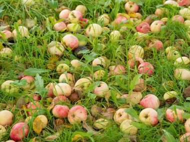 Elmalar çimenlerin üzerinde yatar ve bozulur. Ekinler gitti..