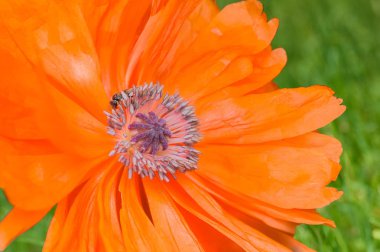 Makro closeup tek Çiçekli Kırmızı gelincik çiçeği bahar.