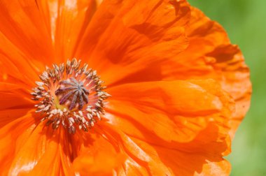 Makro closeup tek Çiçekli Kırmızı gelincik çiçeği bahar.