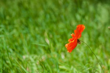 Tek Kırmızı gelincik çiçekli çiçek bahar bir çayırda.