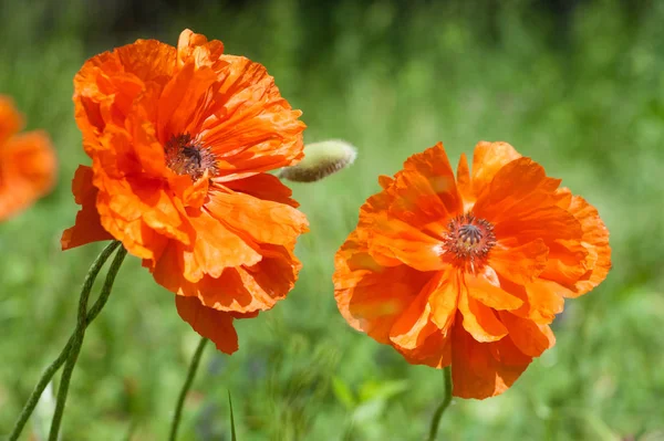 Twee Red Poppy bloeiende bloemen met knoppen in een weiland in het voorjaar — Stockfoto