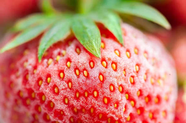 Closeup One Frozen Red Strawberry Frost Indoor Macro Shot Horizontal — Stock Photo, Image