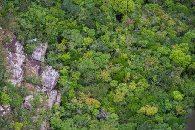 Mükemmel yeşil ve yoğun tropik yağmur ormanı. Güneşli bir günde Arial görünümü arka plan.