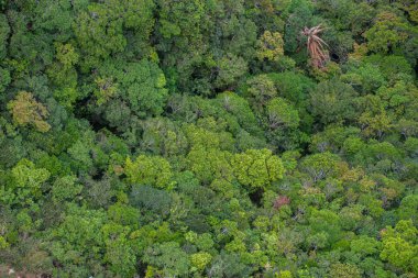 Mükemmel yeşil ve yoğun tropik yağmur ormanı. Güneşli bir günde Arial görünümü arka plan.