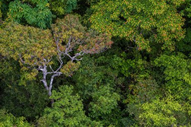 Mükemmel yeşil ve yoğun tropik yağmur ormanı. Güneşli bir günde Arial görünümü arka plan.