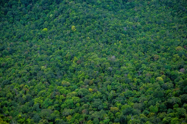 Forêt Tropicale Humide Verte Dense Parfaite Arial Vue Arrière Plan — Photo