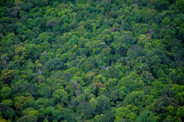 Forêt Tropicale Humide Verte Dense Parfaite Arial Vue Arrière Plan — Photo