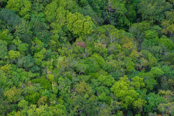 Idealne Zielony Gęsty Tropikalny Rainforest Tło Arial Widok Słoneczny Dzień — Zdjęcie stockowe