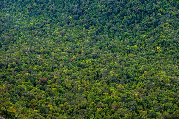 Forêt Tropicale Humide Verte Dense Parfaite Arial Vue Arrière Plan — Photo