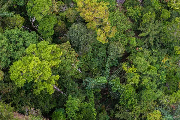 Mükemmel yeşil ve yoğun tropik yağmur ormanı. Güneşli bir günde Arial görünümü arka plan.