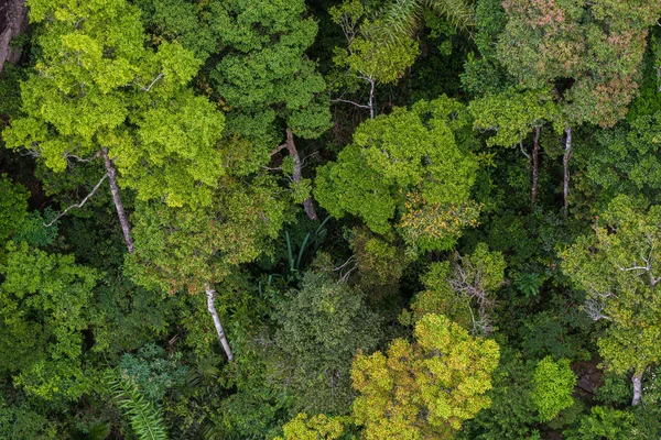 Mükemmel yeşil ve yoğun tropik yağmur ormanı. Güneşli bir günde Arial görünümü arka plan.