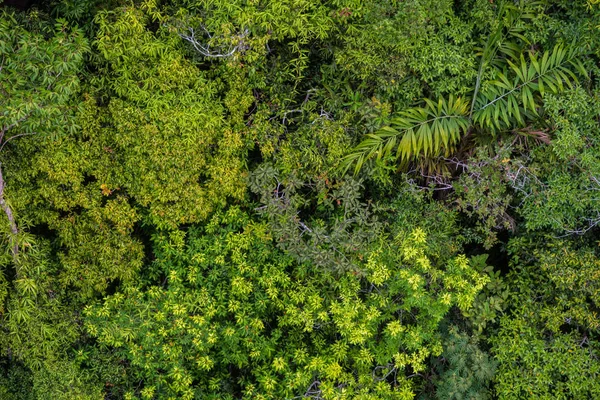 Mükemmel yeşil ve yoğun tropik yağmur ormanı. Güneşli bir günde Arial görünümü arka plan.