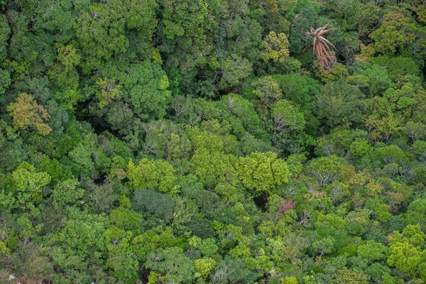 Mükemmel yeşil ve yoğun tropik yağmur ormanı. Güneşli bir günde Arial görünümü arka plan.