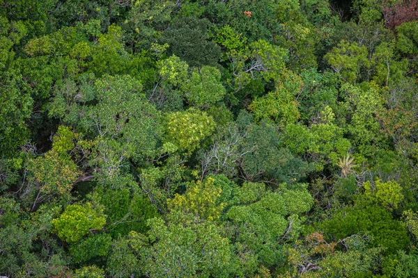 Mükemmel yeşil ve yoğun tropik yağmur ormanı. Güneşli bir günde Arial görünümü arka plan.