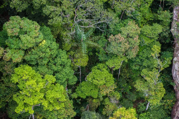 Mükemmel yeşil ve yoğun tropik yağmur ormanı. Güneşli bir günde Arial görünümü arka plan.