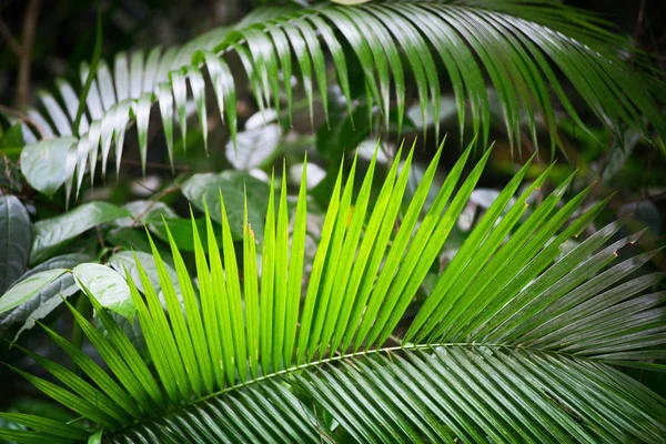 Green fresh leaves of coconut palm tree — Stock Photo, Image