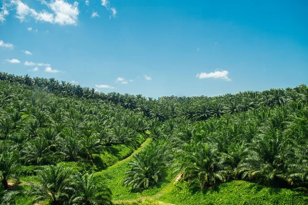 Arial görüntülemek yeşil palmiye yağı Ekim alanı