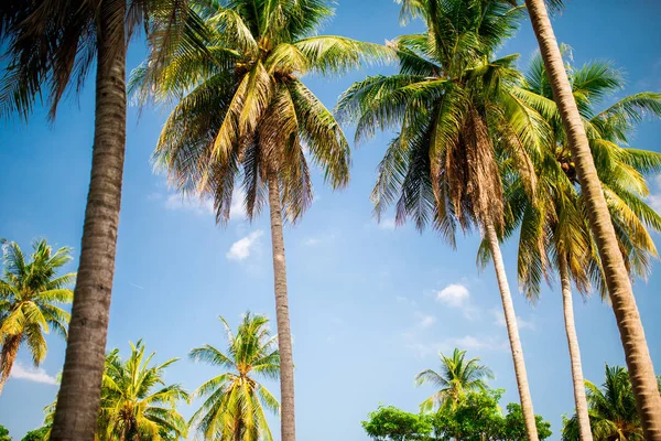 Kokospalmer mot blå himmel — Stockfoto