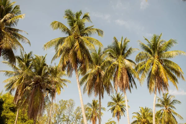 Palmeras de coco contra el cielo azul —  Fotos de Stock
