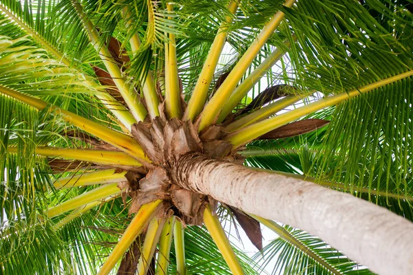 Hindistan cevizi palmiyeleri mavi gökyüzüne karşı