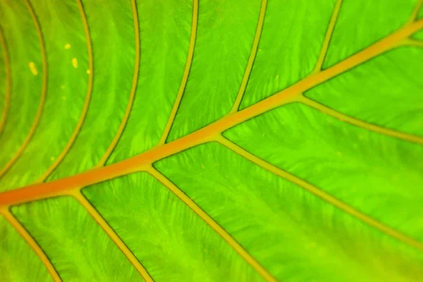 Tropical Leaf Texture Large Palm Foliage Nature Dark Green Background — Stock Photo, Image