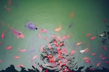 Turuncu Japon sazan balık ve yeşil su ile bir havuzda yüzme turtle