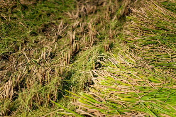 Almofada Arroz Colhida Com Palha Verde Terra Pronta Para Ser — Fotografia de Stock