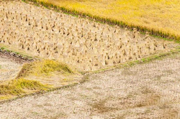 Sarı Pirinç Alan Çin Saman Ile Hasat — Stok fotoğraf