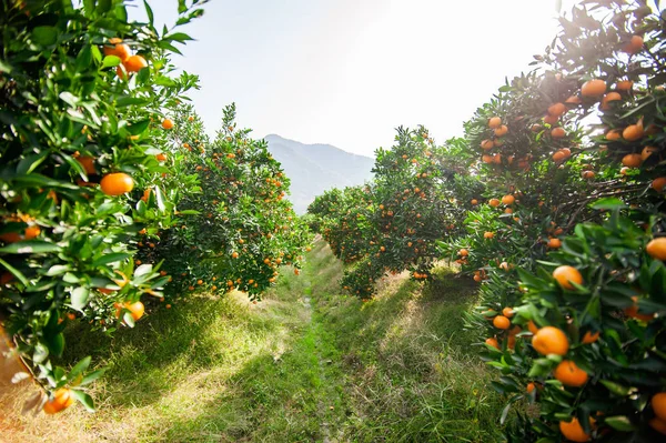 Extensive tangerine garden in the south of China with ripe oranges ready to be harvested. horizontal shot on a sunny day.selective focus