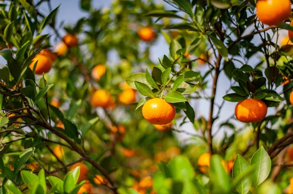 Κινηματογράφηση Πρώτο Πλάνο Του Mandarin Orchard Ώριμα Φρούτα Μανταρίνι Έτοιμη — Φωτογραφία Αρχείου