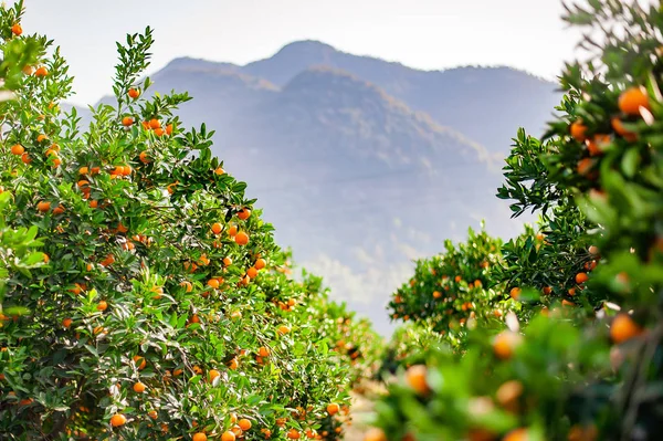 Extensive tangerine garden in the south of China with ripe oranges ready to be harvested with mountains on the background. horizontal shot on a sunny day.selective focus