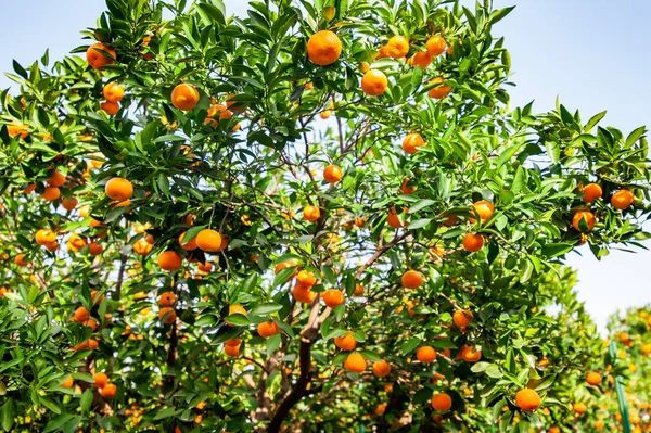 Mandarin Orchard Ώριμα Φρούτα Μανταρίνι Έτοιμη Harvested Selective Εστίαση — Φωτογραφία Αρχείου