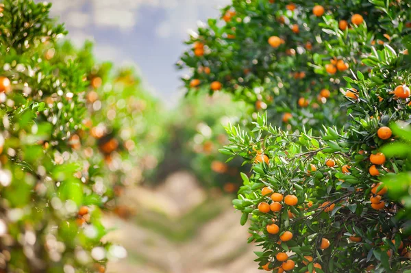 Εκτεταμένες Κήπο Μανταρινιές Στο Νότο Της Κίνας Ώριμα Πορτοκάλια Έτοιμο — Φωτογραφία Αρχείου